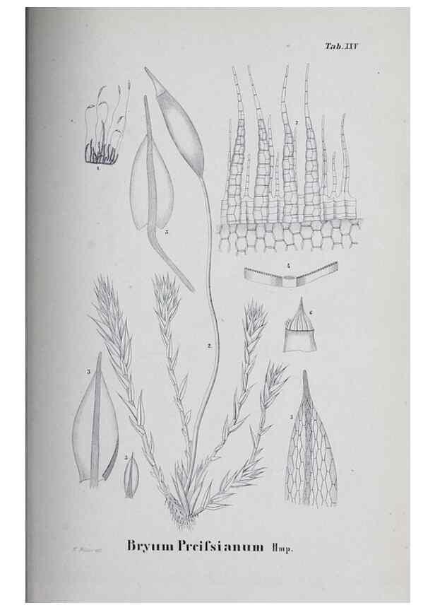 Reproducción/Reproduction 41011685992: Icones muscorum novorum vel minus cognitorum /. Bonnae :Henry & Cohen,1844.. 