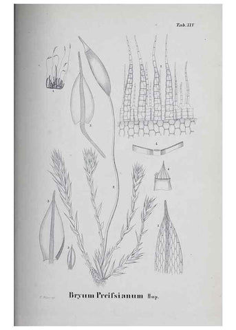 Reproducción/Reproduction 41011685992: Icones muscorum novorum vel minus cognitorum /. Bonnae :Henry & Cohen,1844.. 