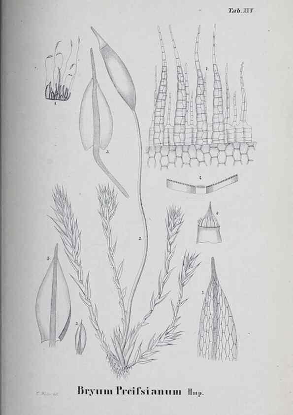 Reproducción/Reproduction 41011685992: Icones muscorum novorum vel minus cognitorum /. Bonnae :Henry & Cohen,1844.. 