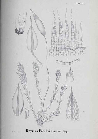 Reproducción/Reproduction 41011685992: Icones muscorum novorum vel minus cognitorum /. Bonnae :Henry & Cohen,1844.. 