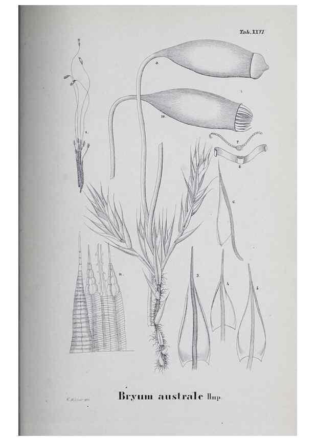 Reproducción/Reproduction 27182271018: Icones muscorum novorum vel minus cognitorum /. Bonnae :Henry & Cohen,1844.. 