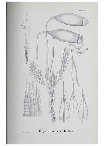 Reproducción/Reproduction 27182271018: Icones muscorum novorum vel minus cognitorum /. Bonnae :Henry & Cohen,1844.. 