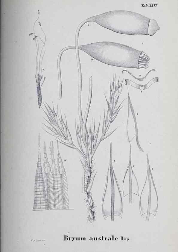 Reproducción/Reproduction 27182271018: Icones muscorum novorum vel minus cognitorum /. Bonnae :Henry & Cohen,1844.. 