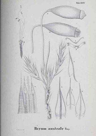 Reproducción/Reproduction 27182271018: Icones muscorum novorum vel minus cognitorum /. Bonnae :Henry & Cohen,1844.. 