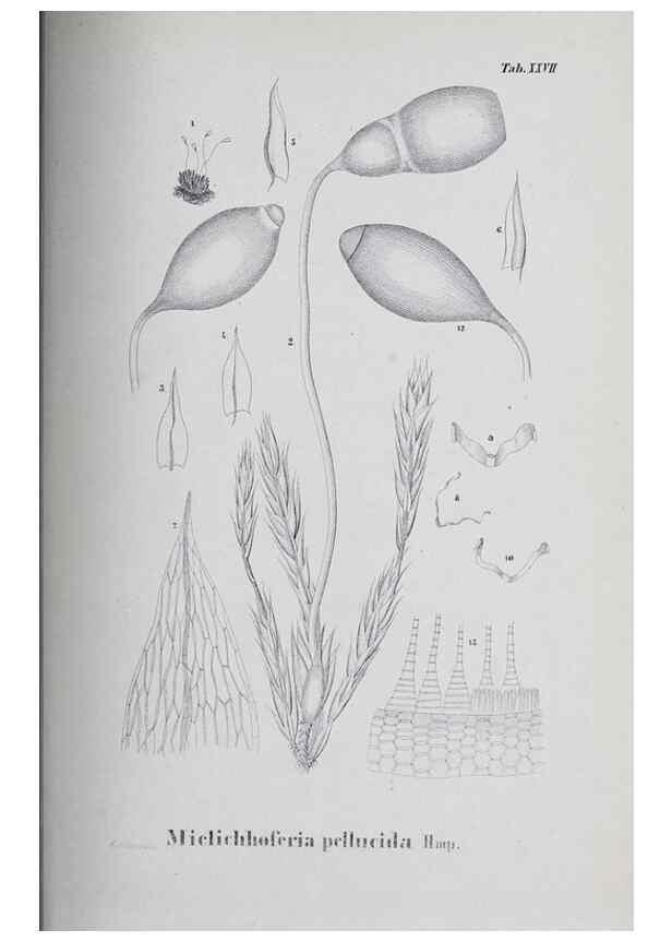 Reproducción/Reproduction 27182273458: Icones muscorum novorum vel minus cognitorum /. Bonnae :Henry & Cohen,1844.. 