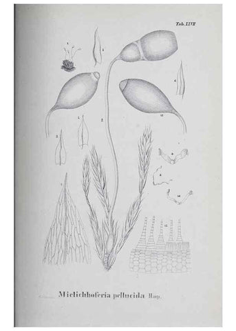 Reproducción/Reproduction 27182273458: Icones muscorum novorum vel minus cognitorum /. Bonnae :Henry & Cohen,1844.. 