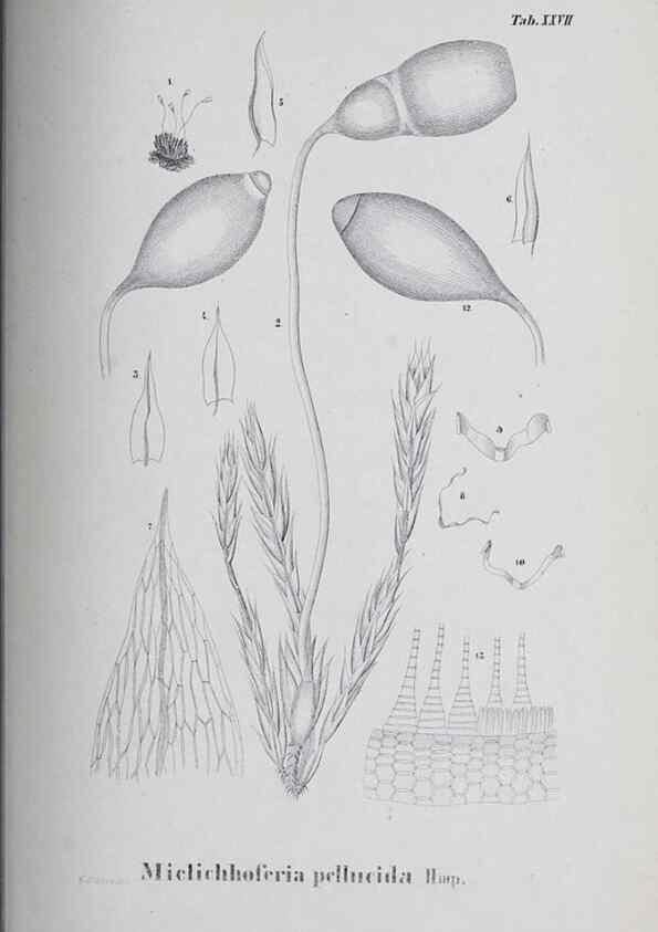 Reproducción/Reproduction 27182273458: Icones muscorum novorum vel minus cognitorum /. Bonnae :Henry & Cohen,1844.. 