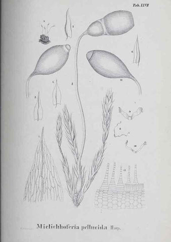 Reproducción/Reproduction 27182273458: Icones muscorum novorum vel minus cognitorum /. Bonnae :Henry & Cohen,1844.. 
