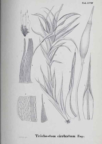 Reproducción/Reproduction 41011689592: Icones muscorum novorum vel minus cognitorum /. Bonnae :Henry & Cohen,1844.. 