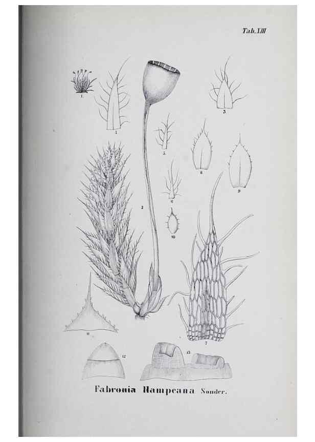 Reproducción/Reproduction 39244677210: Icones muscorum novorum vel minus cognitorum /. Bonnae :Henry & Cohen,1844.. 