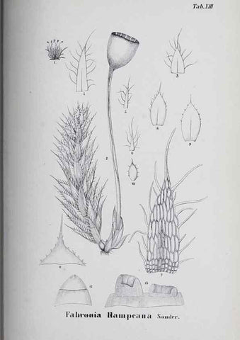 Reproducción/Reproduction 39244677210: Icones muscorum novorum vel minus cognitorum /. Bonnae :Henry & Cohen,1844.. 