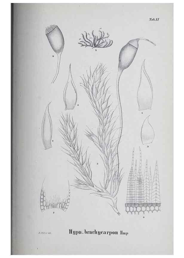 Reproducción/Reproduction 41053376841: Icones muscorum novorum vel minus cognitorum /. Bonnae :Henry & Cohen,1844.. 