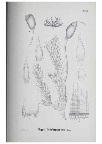 Reproducción/Reproduction 41053376841: Icones muscorum novorum vel minus cognitorum /. Bonnae :Henry & Cohen,1844.. 