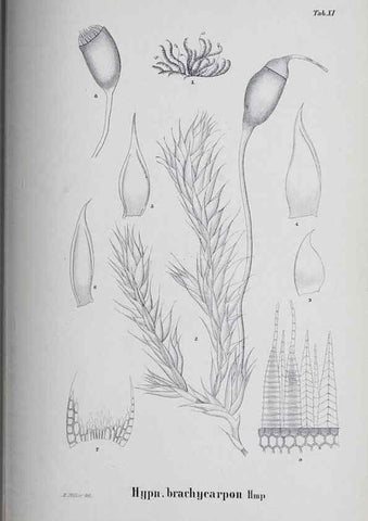 Reproducción/Reproduction 41053376841: Icones muscorum novorum vel minus cognitorum /. Bonnae :Henry & Cohen,1844.. 