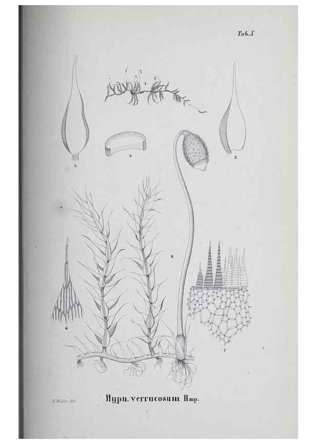 Reproducción/Reproduction 40345049304: Icones muscorum novorum vel minus cognitorum /. Bonnae :Henry & Cohen,1844.. 
