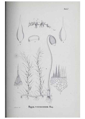 Reproducción/Reproduction 40345049304: Icones muscorum novorum vel minus cognitorum /. Bonnae :Henry & Cohen,1844.. 