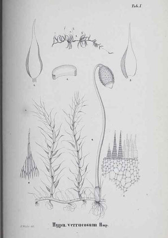 Reproducción/Reproduction 40345049304: Icones muscorum novorum vel minus cognitorum /. Bonnae :Henry & Cohen,1844.. 