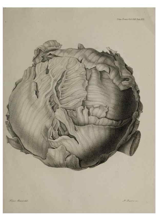 Reproducción/Reproduction 41011410752: An account of a new genus of plants, named Rafflesia /. London :Printed by Richard and Arthur Taylor,1821.. 