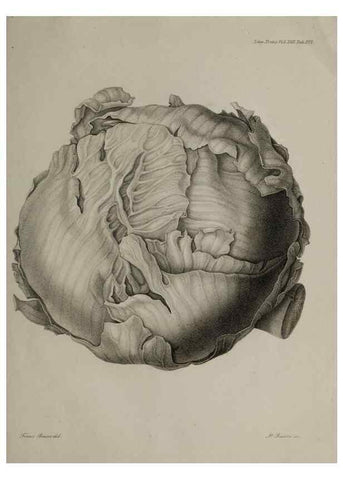 Reproducción/Reproduction 41011410752: An account of a new genus of plants, named Rafflesia /. London :Printed by Richard and Arthur Taylor,1821.. 