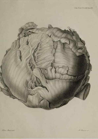 Reproducción/Reproduction 41011410752: An account of a new genus of plants, named Rafflesia /. London :Printed by Richard and Arthur Taylor,1821.. 