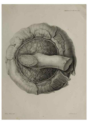 Reproducción/Reproduction 41053153661: An account of a new genus of plants, named Rafflesia /. London :Printed by Richard and Arthur Taylor,1821.. 
