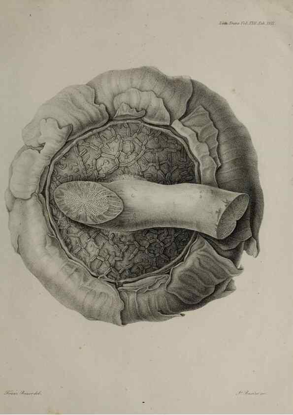 Reproducción/Reproduction 41053153661: An account of a new genus of plants, named Rafflesia /. London :Printed by Richard and Arthur Taylor,1821.. 