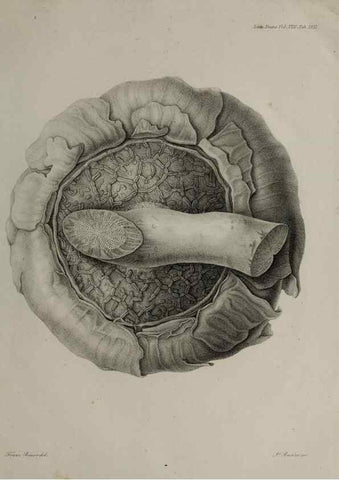 Reproducción/Reproduction 41053153661: An account of a new genus of plants, named Rafflesia /. London :Printed by Richard and Arthur Taylor,1821.. 