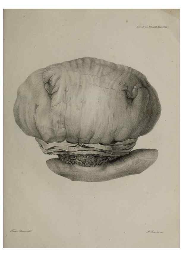 Reproducción/Reproduction 26182472837: An account of a new genus of plants, named Rafflesia /. London :Printed by Richard and Arthur Taylor,1821.. 
