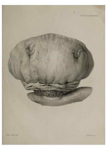 Reproducción/Reproduction 26182472837: An account of a new genus of plants, named Rafflesia /. London :Printed by Richard and Arthur Taylor,1821.. 