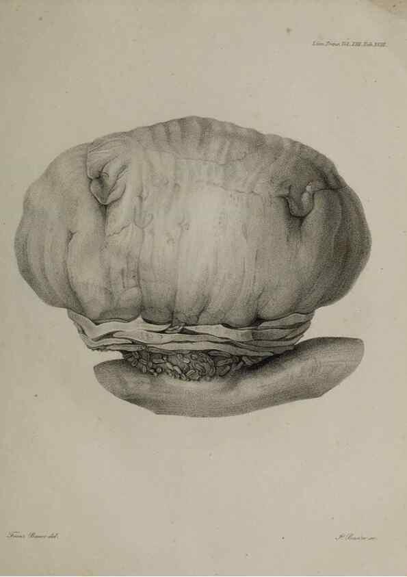 Reproducción/Reproduction 26182472837: An account of a new genus of plants, named Rafflesia /. London :Printed by Richard and Arthur Taylor,1821.. 