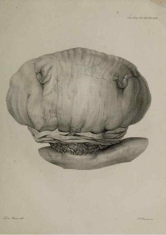 Reproducción/Reproduction 26182472837: An account of a new genus of plants, named Rafflesia /. London :Printed by Richard and Arthur Taylor,1821.. 