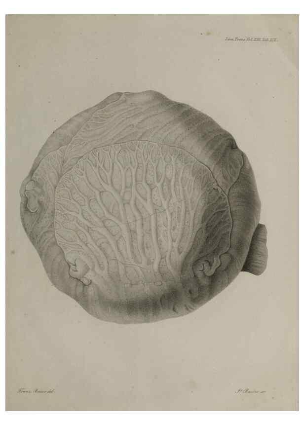 Reproducción/Reproduction 27181945188: An account of a new genus of plants, named Rafflesia /. London :Printed by Richard and Arthur Taylor,1821.. 