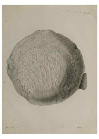 Reproducción/Reproduction 27181945188: An account of a new genus of plants, named Rafflesia /. London :Printed by Richard and Arthur Taylor,1821.. 