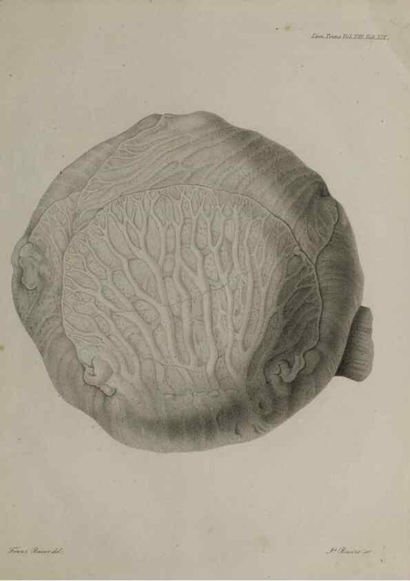 Reproducción/Reproduction 27181945188: An account of a new genus of plants, named Rafflesia /. London :Printed by Richard and Arthur Taylor,1821.. 