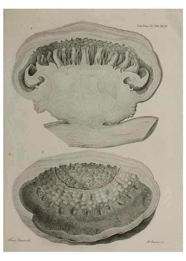 Reproducción/Reproduction 40160398985: An account of a new genus of plants, named Rafflesia /. London :Printed by Richard and Arthur Taylor,1821.. 