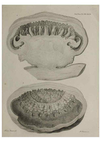 Reproducción/Reproduction 40160398985: An account of a new genus of plants, named Rafflesia /. London :Printed by Richard and Arthur Taylor,1821.. 