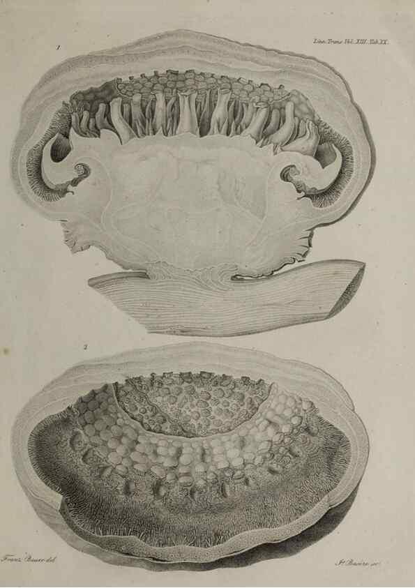 Reproducción/Reproduction 40160398985: An account of a new genus of plants, named Rafflesia /. London :Printed by Richard and Arthur Taylor,1821.. 