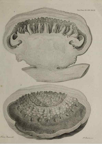 Reproducción/Reproduction 40160398985: An account of a new genus of plants, named Rafflesia /. London :Printed by Richard and Arthur Taylor,1821.. 