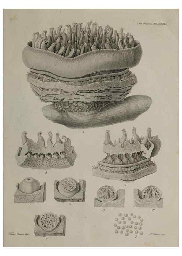 Reproducción/Reproduction 40344856104: An account of a new genus of plants, named Rafflesia /. London :Printed by Richard and Arthur Taylor,1821.. 