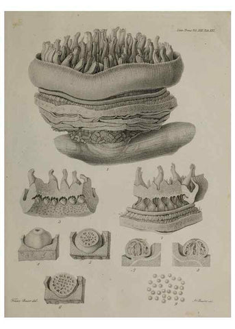 Reproducción/Reproduction 40344856104: An account of a new genus of plants, named Rafflesia /. London :Printed by Richard and Arthur Taylor,1821.. 
