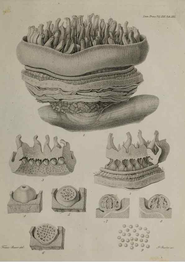 Reproducción/Reproduction 40344856104: An account of a new genus of plants, named Rafflesia /. London :Printed by Richard and Arthur Taylor,1821.. 