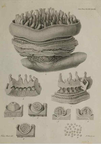 Reproducción/Reproduction 40344856104: An account of a new genus of plants, named Rafflesia /. London :Printed by Richard and Arthur Taylor,1821.. 
