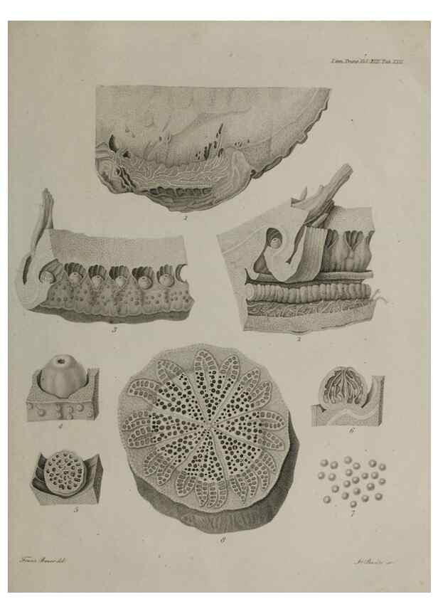 Reproducción/Reproduction 39244463190: An account of a new genus of plants, named Rafflesia /. London :Printed by Richard and Arthur Taylor,1821.. 
