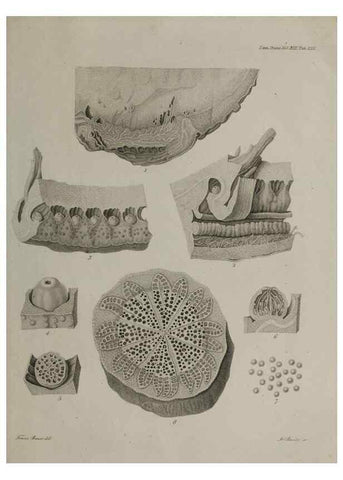 Reproducción/Reproduction 39244463190: An account of a new genus of plants, named Rafflesia /. London :Printed by Richard and Arthur Taylor,1821.. 