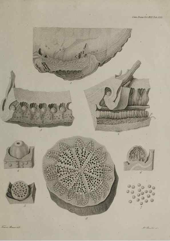 Reproducción/Reproduction 39244463190: An account of a new genus of plants, named Rafflesia /. London :Printed by Richard and Arthur Taylor,1821.. 