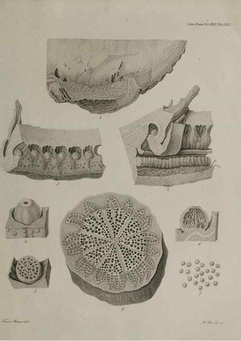 Reproducción/Reproduction 39244463190: An account of a new genus of plants, named Rafflesia /. London :Printed by Richard and Arthur Taylor,1821.. 