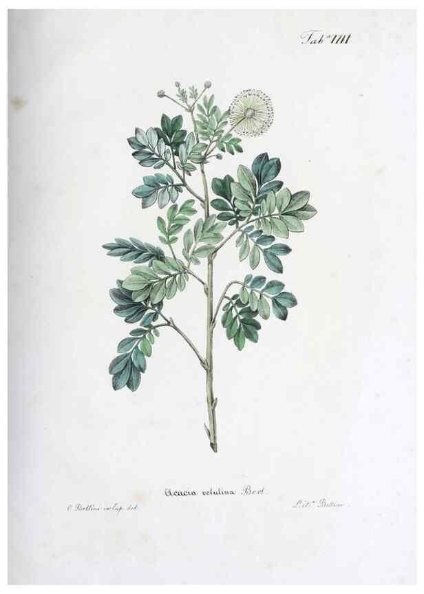 Reproducción/Reproduction 40341370194: Horti botanici bononiensis plantae novae vel minus cognitae.. Bononiae,1838-39.. 