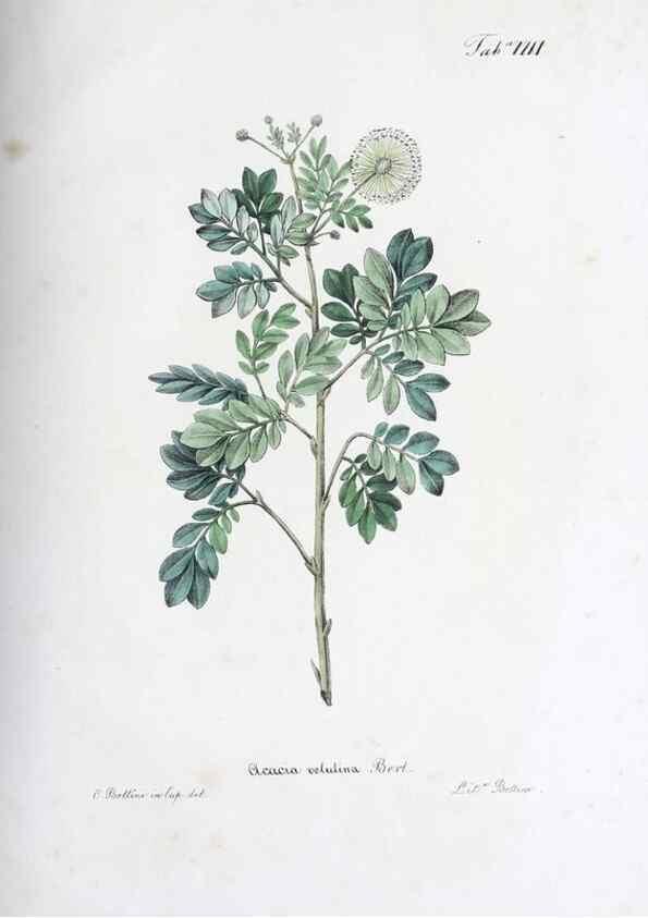 Reproducción/Reproduction 40341370194: Horti botanici bononiensis plantae novae vel minus cognitae.. Bononiae,1838-39.. 