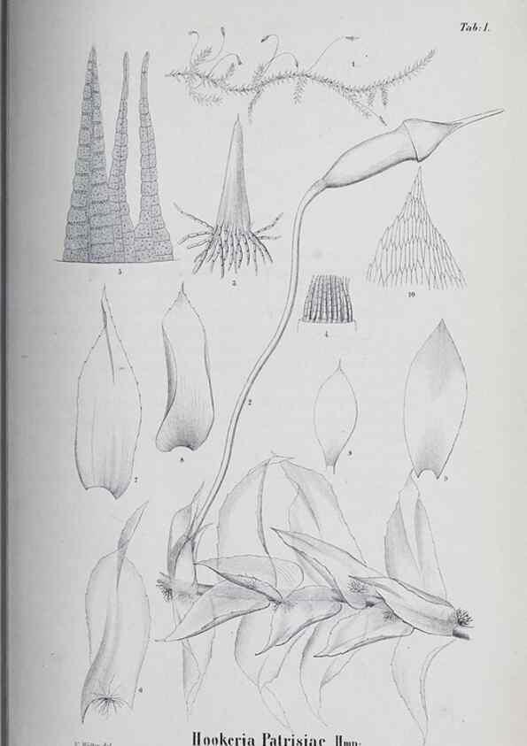 Reproducción/Reproduction 39244652630: Icones muscorum novorum vel minus cognitorum /. Bonnae :Henry & Cohen,1844.. 