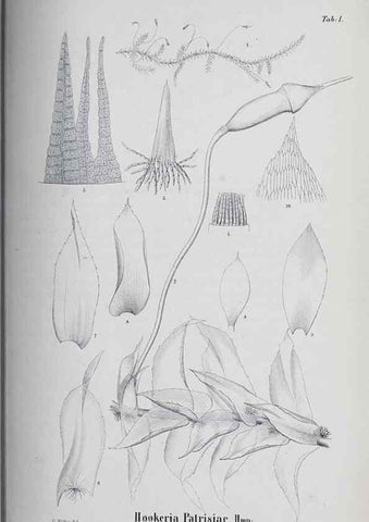 Reproducción/Reproduction 39244652630: Icones muscorum novorum vel minus cognitorum /. Bonnae :Henry & Cohen,1844.. 